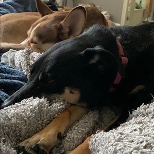 Meet your Posher, Craig